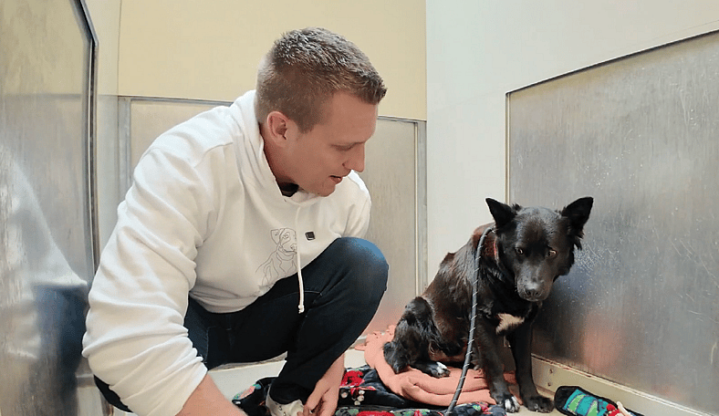 From “Venom” to Honey: How a Name and a Little Patience Changed Everything for One Misunderstood Dog